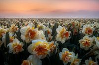 Grâce matinale : Les jonquilles dans la brume