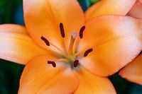 Orange lily
