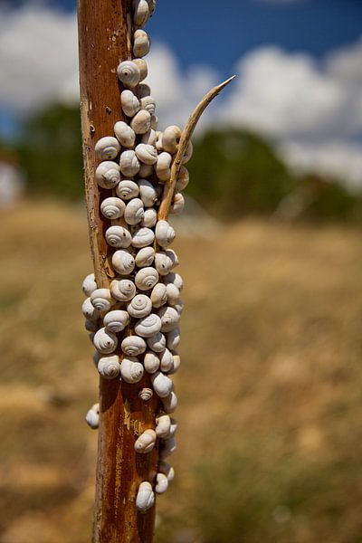 Viele Schneckenhäuser von Saranda in t Veld Fotografie