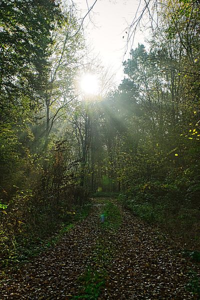 Weg zum Licht von JM BilderBude