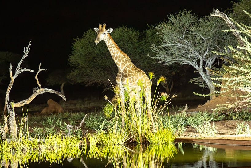 Giraffe bei Nacht – Begegnung im Schein der Wildnis von Fototante