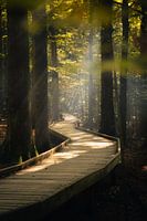 Idyllic wooden path in autumn forest (portrait format)