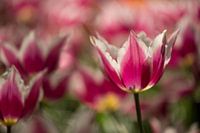 roze tulp