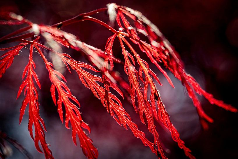 Érable du Japon par Rob Boon