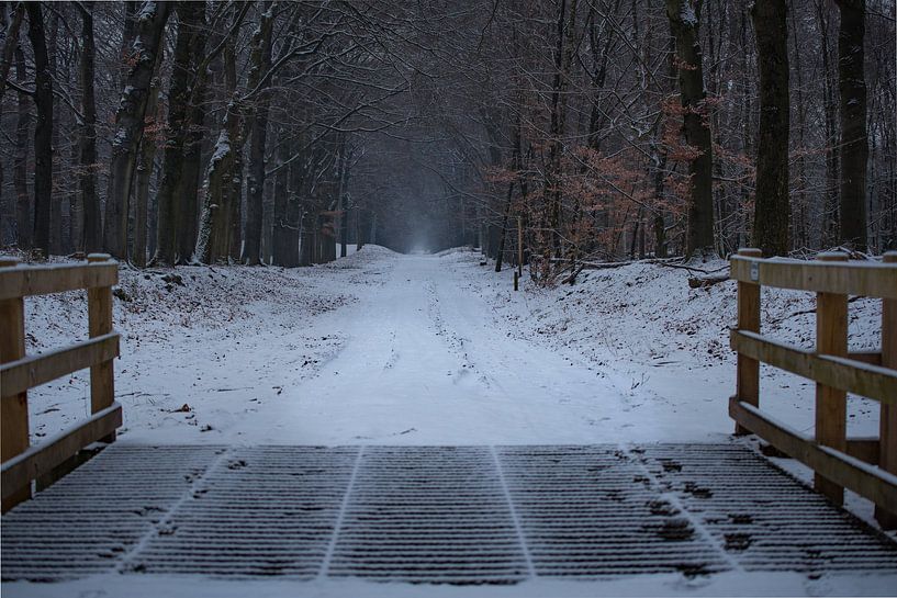 Wildrooster op de Veluwe von Cilia Brandts
