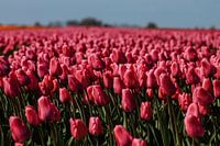 De Tulpen