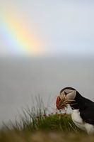 Doing some decoration