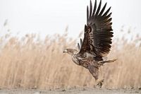 Bird of prey (eagle) with beautiful opening wings on a natural background.