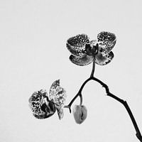 Orchidée solitaire | Noir et blanc | Photographie de nature