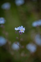 Forget-me-not in Silence