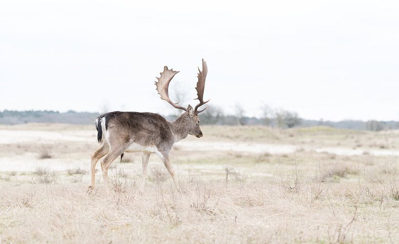 Spaziergang durch die Dünen! von Robert Kok
