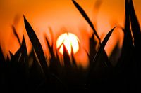 Sunset through grass