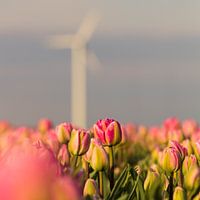 Tulipes néerlandaises sous un moulin à vent