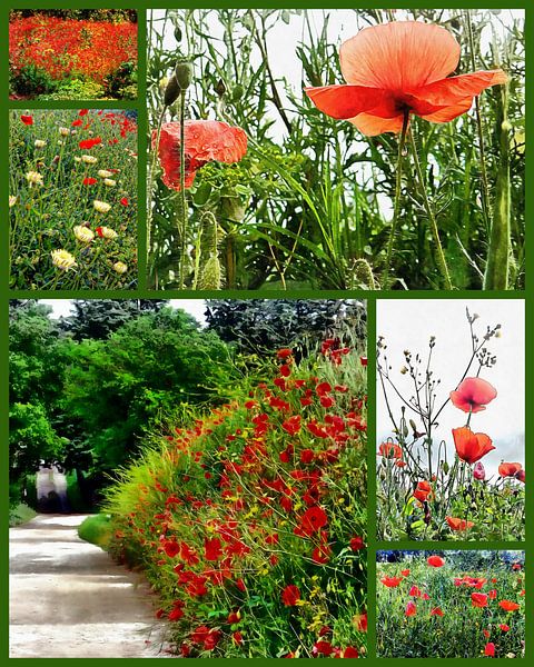 Umbrischer Roter Mohn Collage von Dorothy Berry-Lound
