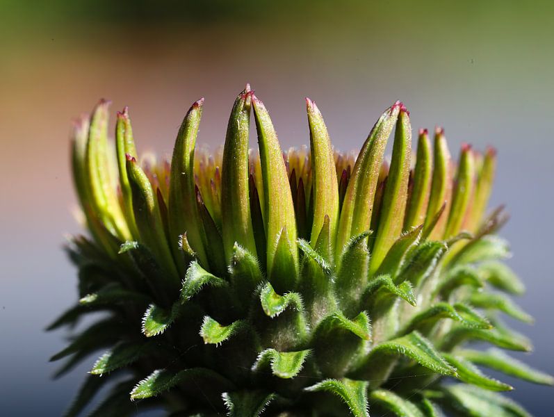 echinacea by Marieke Funke