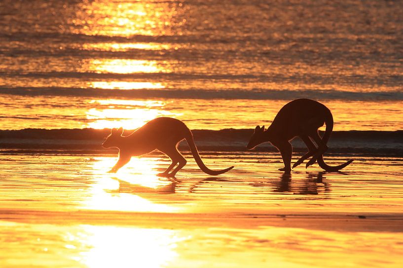 kangourou sur la plage au lever du soleil, mackay, queensland du nord, australie par Frank Fichtmüller