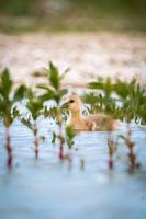Juvenile greylag goose swims in the water