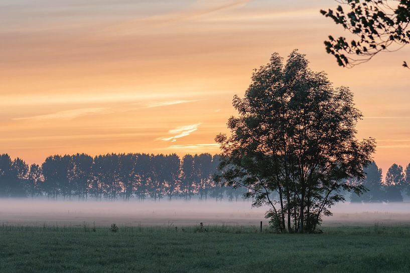 orange-weiß und grün von Tania Perneel