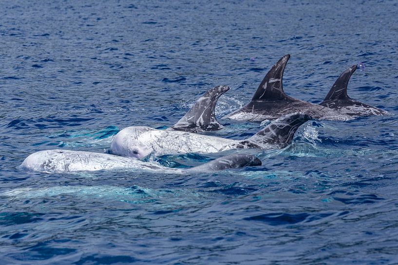 Grijze dolfijnen (Risso's dolphin) von Easycopters