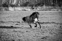 Horse at a gallop, industrial, black and white photo, horse girl