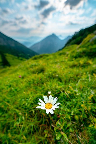 Blümchen in den Bergen von Leo Schindzielorz