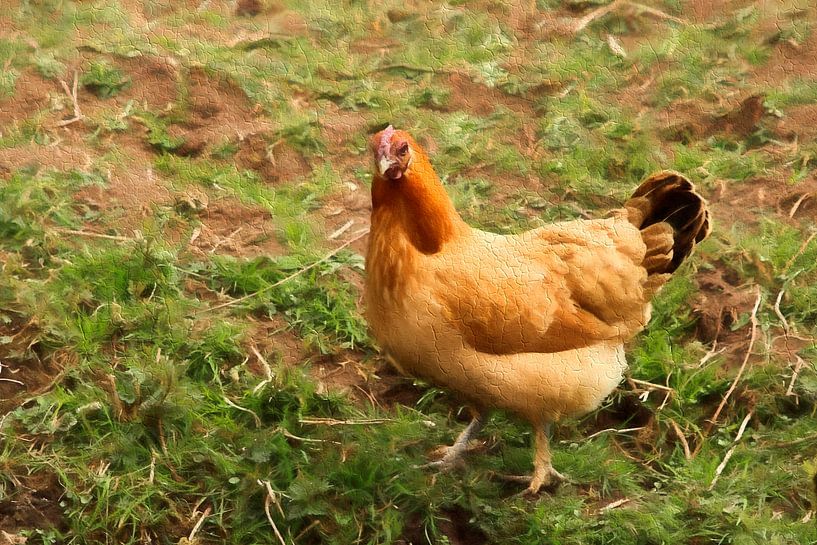 la poule von Yvonne Blokland