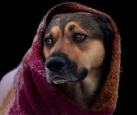 Chien avec un foulard sur fond noir