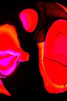 Flamenco 3, Art abstrait