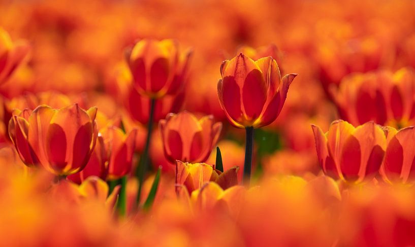 Oranje kleurenpracht by Karin Tebes