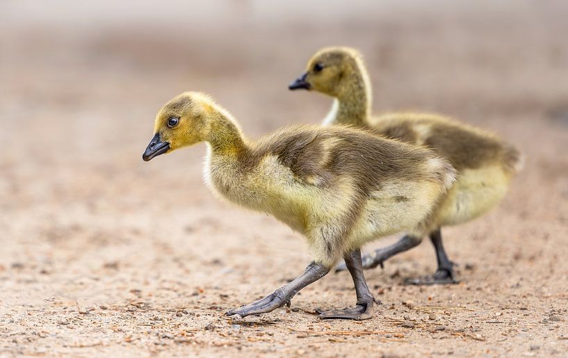 Playful Young Canada Geese in Nature by Triki Photography