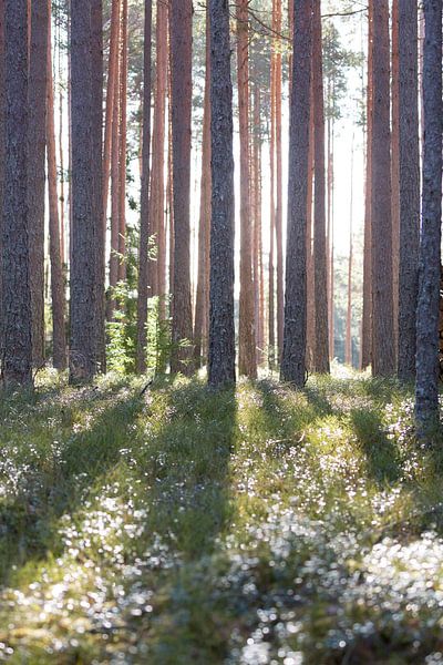 Natur | Sonne strahlen durch die Baumen von Servan Ott