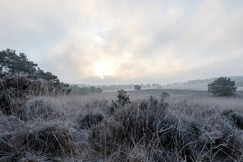 Veluwe par un matin froid par Merijn Loch