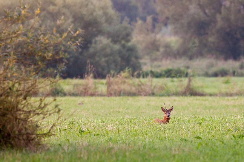 Ree in de uiterwaarden by Evert Jan Kip