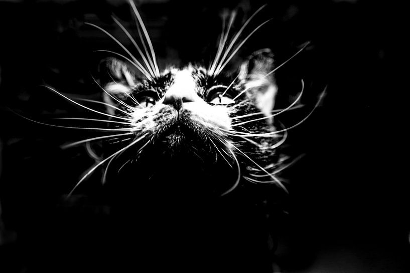 cat Pats by gisela merkuur