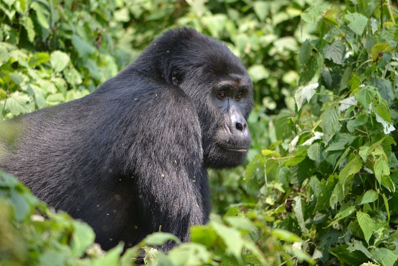 Berggorilla par Frank Heinen