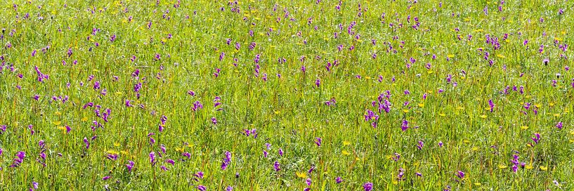 Orchidées et gentianes ducales par Walter G. Allgöwer