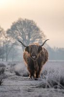 Highlander écossais dans le givre blanc