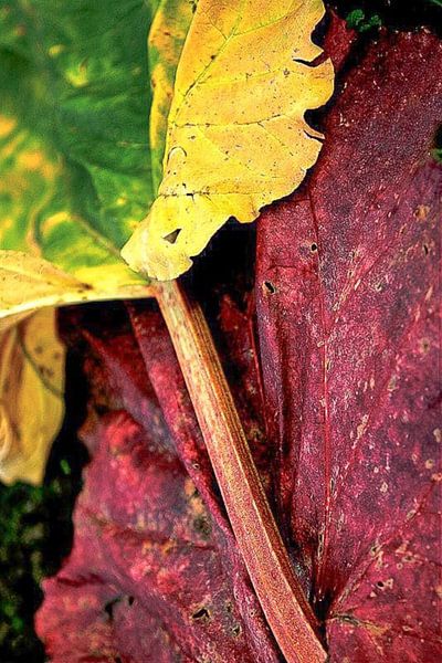 Rhubarb magazine by Antonie van Gelder Beeldend kunstenaar