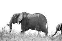 Éléphant avec son petit