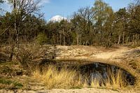 Drunen dunes near Giersbergen 10