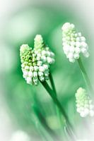 Weiße Traubenhyazinthe