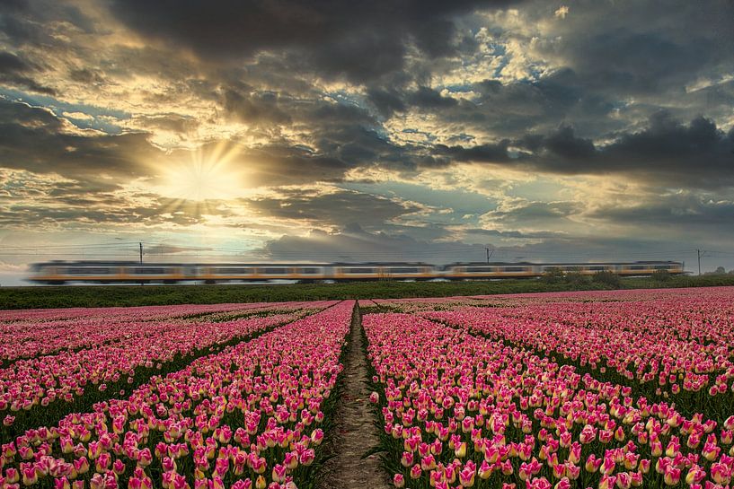 Train à travers les champs de tulipes. par peterheinspictures