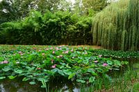 Nénuphars dans un étang avec un saule pleureur en arrière-plan