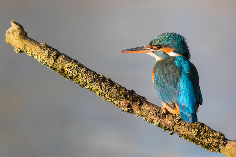 Birds - Kingfisher female portrait in beautiful morning light 2 by Servan Ott