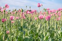 Bloeistadia van de papaver