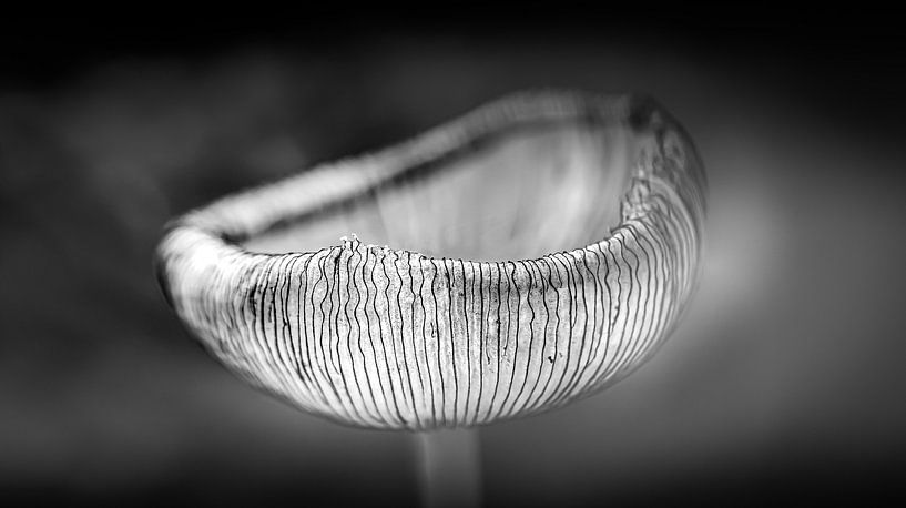 Hares leg by Gerrit Bikker