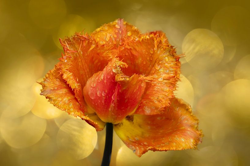 Tulip in the Keukenhof. by Alie Ekkelenkamp