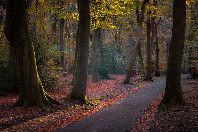 Speulderbos 2022-4 von Nuance Beeld