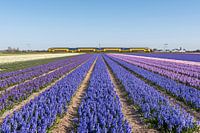 Niederländische Landschaft
