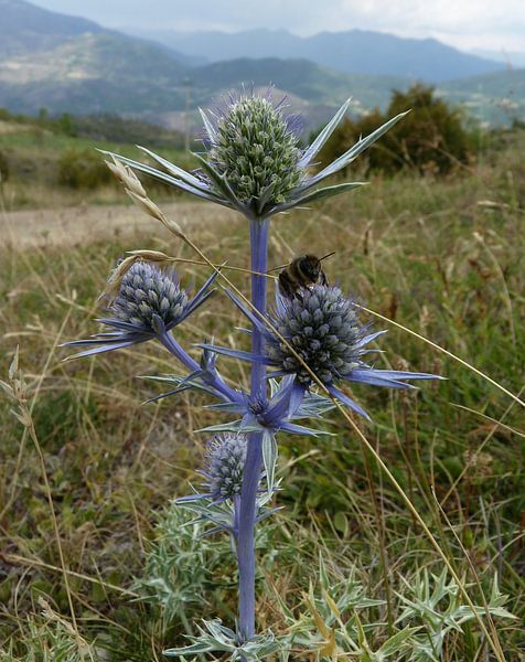 Spaanse liefde von Piet van Winkel
